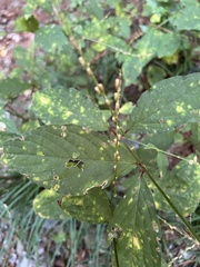 Achyranthes japonica