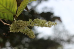 Homalium cochinchinense