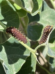 Battus polydamas psittacus