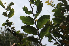 Homalium cochinchinense