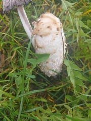 Coprinus comatus