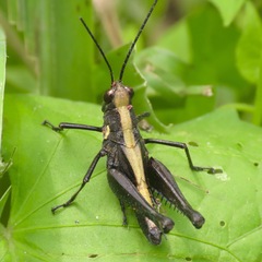 Melanotettix dibelonius