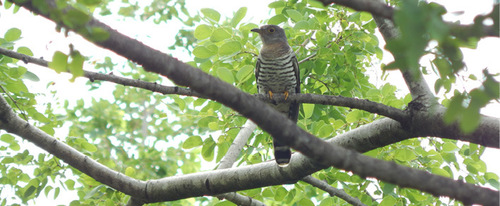 Indian Cuckoo / இந்தியா குயில் / India kuyil (Birds of Tiruvannamalai ...