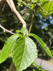 Cyphostemma hypoleucum