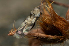 Stephanitis pyrioides