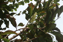 Homalium cochinchinense