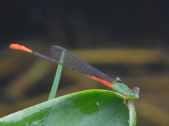 Ceriagrion cerinorubellum