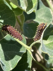 Battus polydamas psittacus
