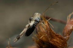 Stephanitis pyrioides