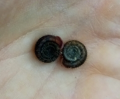 Helicodonta obvoluta