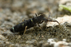 Entomobryoidea
