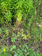 Campanula cervicaria