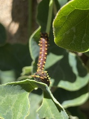 Battus polydamas psittacus