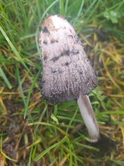 Coprinus comatus