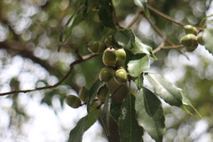 Quercus globosa