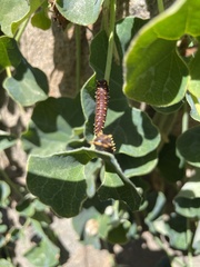 Battus polydamas psittacus
