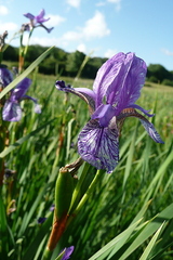 Iris sibirica