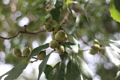 Quercus globosa