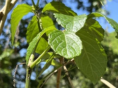 Cyphostemma hypoleucum