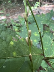 Achyranthes japonica