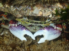Leptograpsus variegatus