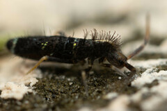 Entomobryoidea