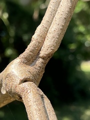 Cyphostemma hypoleucum