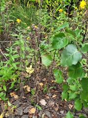 Campanula cervicaria
