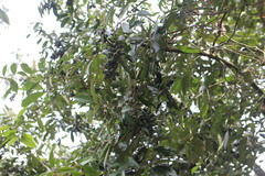Lithocarpus glaber