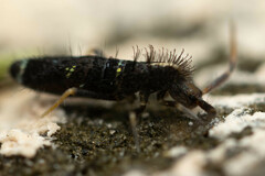 Entomobryoidea