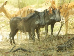 Phacochoerus africanus