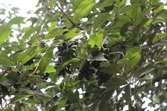 Lithocarpus glaber