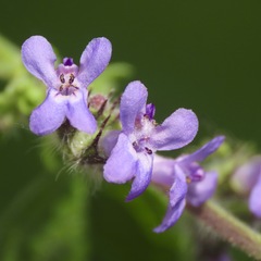 Mesosphaerum suaveolens