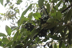 Lithocarpus glaber