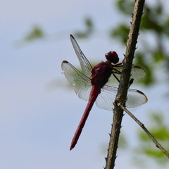 Orthemis discolor