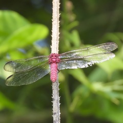 Orthemis discolor