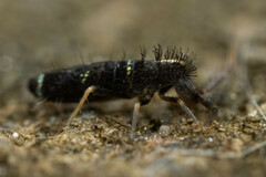 Entomobryoidea