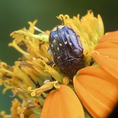 Euphoria subtomentosa