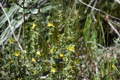 Hibbertia obtusifolia