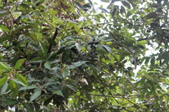 Lithocarpus glaber
