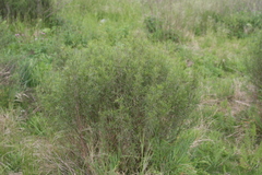 Acanthostyles buniifolius