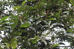 Lithocarpus glaber