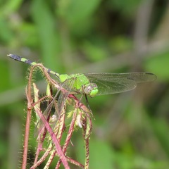 Erythemis vesiculosa
