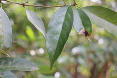 Lithocarpus glaber