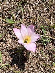 Zephyranthes robusta