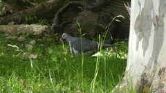 Leucosarcia melanoleuca