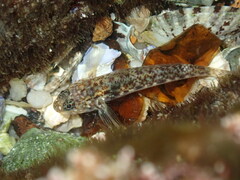 Bathygobius cocosensis