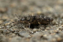 Entomobryoidea
