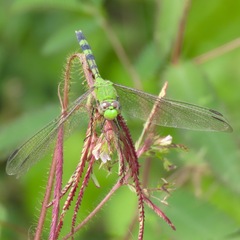 Erythemis vesiculosa