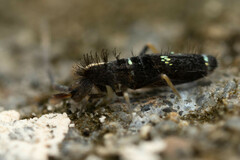 Entomobryoidea
